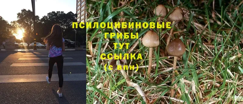 Псилоцибиновые грибы Cubensis  Борзя 